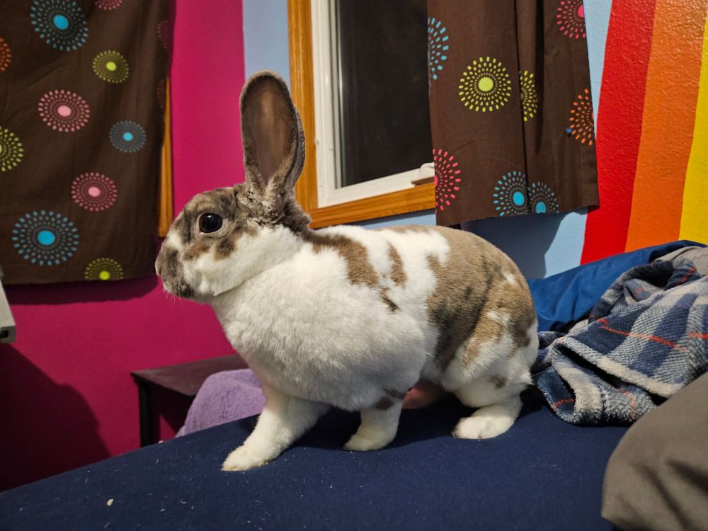 A rabbit posing for the camera