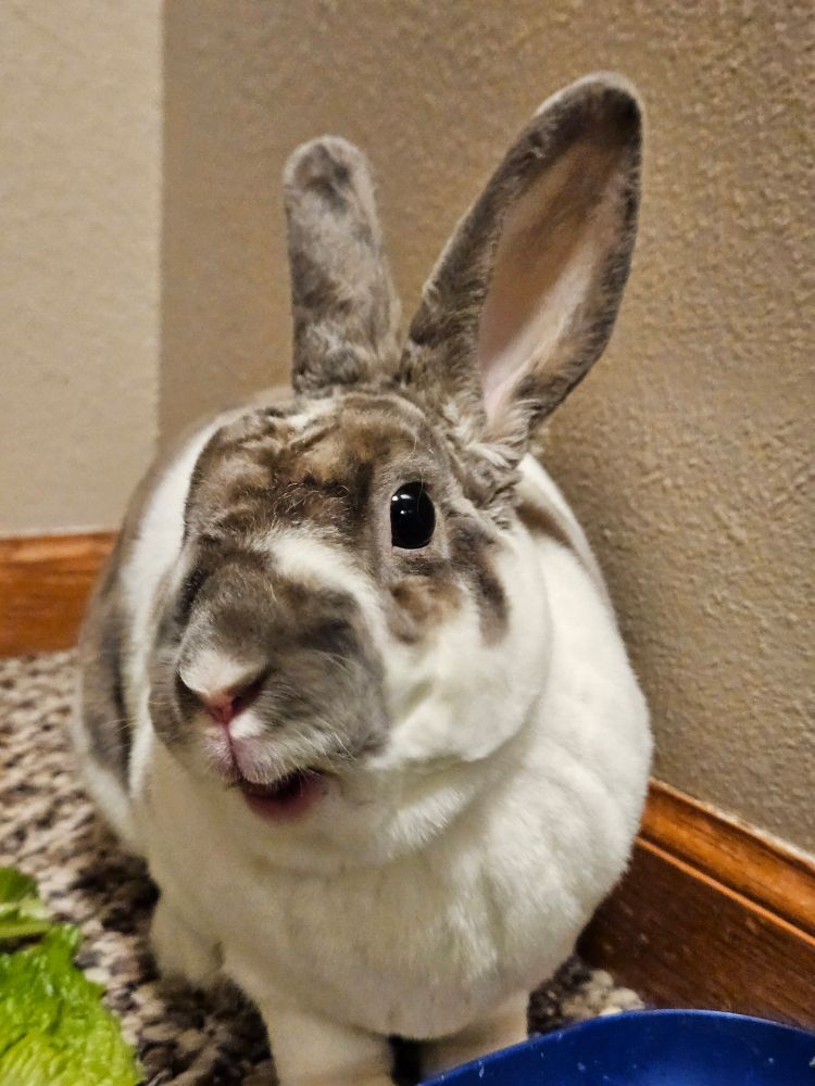 A rabbit looking at the camera at an angle with their mouth open