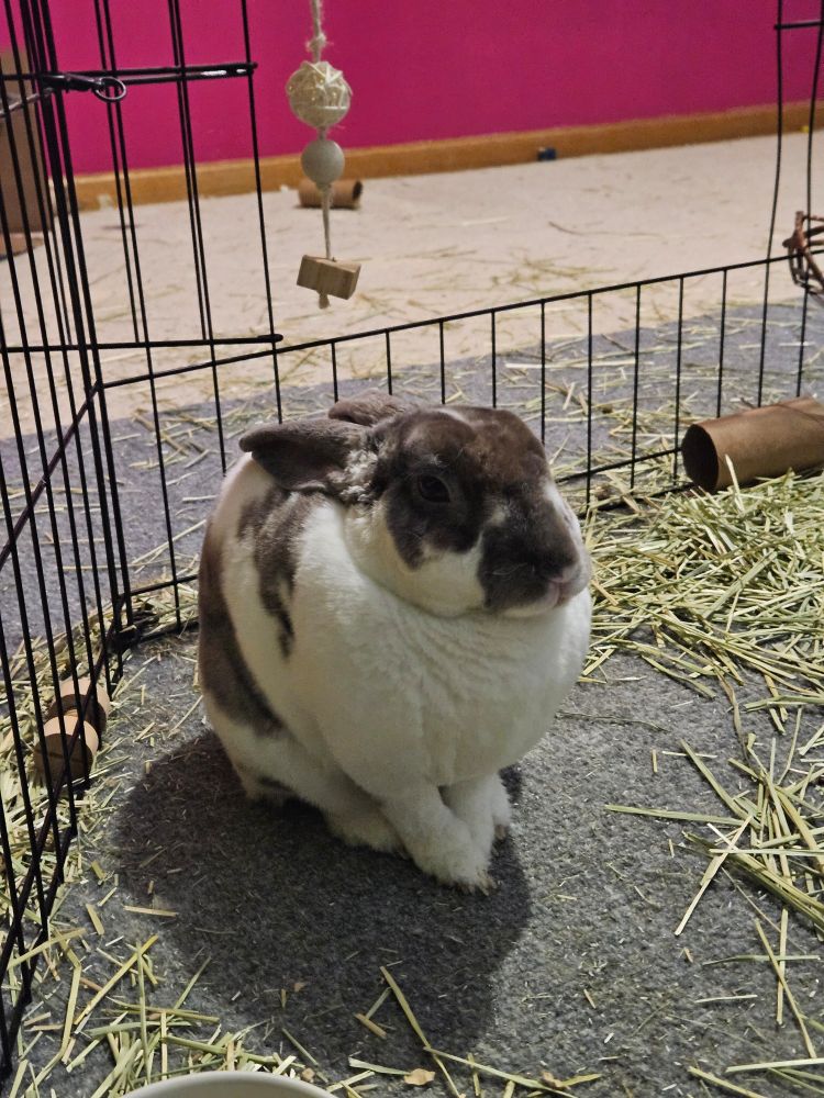 a rabbit just sitting there