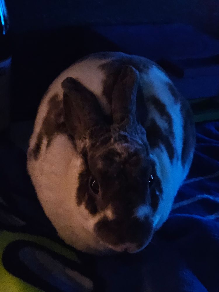 a loafing rabbit with shiny eyes