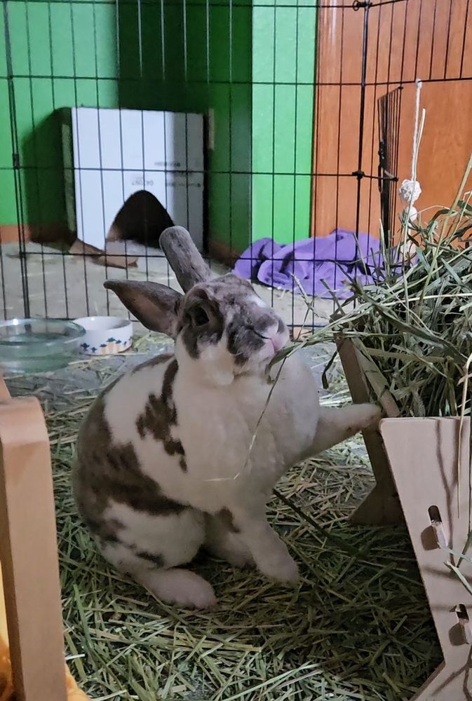 a bunny with one paw on an overflowing with hay