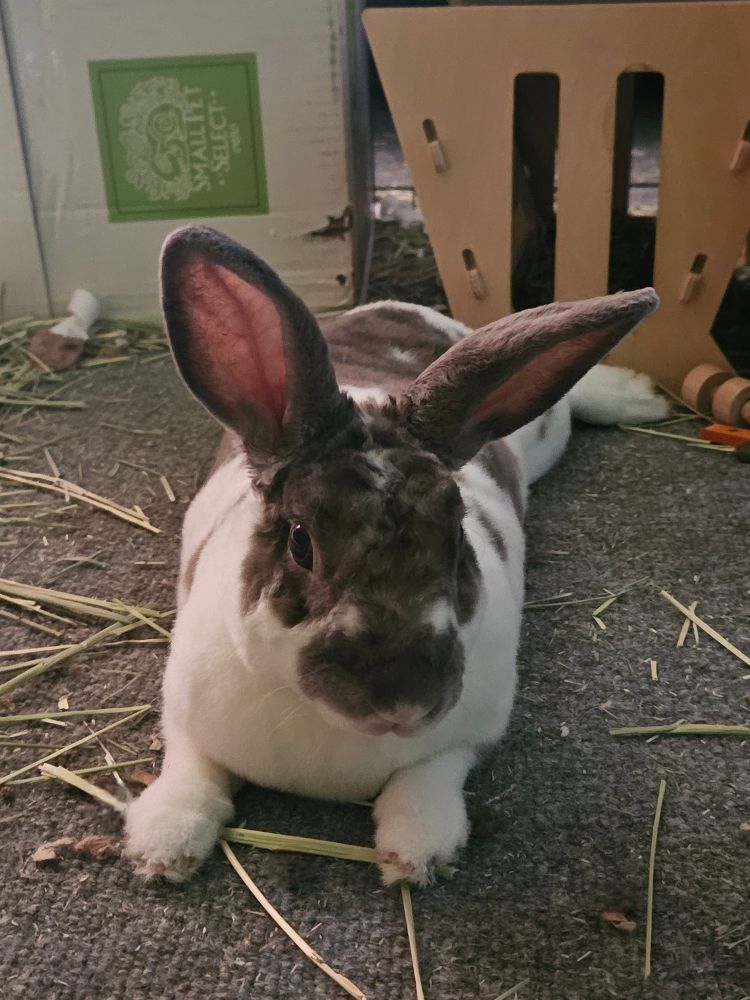 a rabbit laying on the ground with their ears up facing the camera