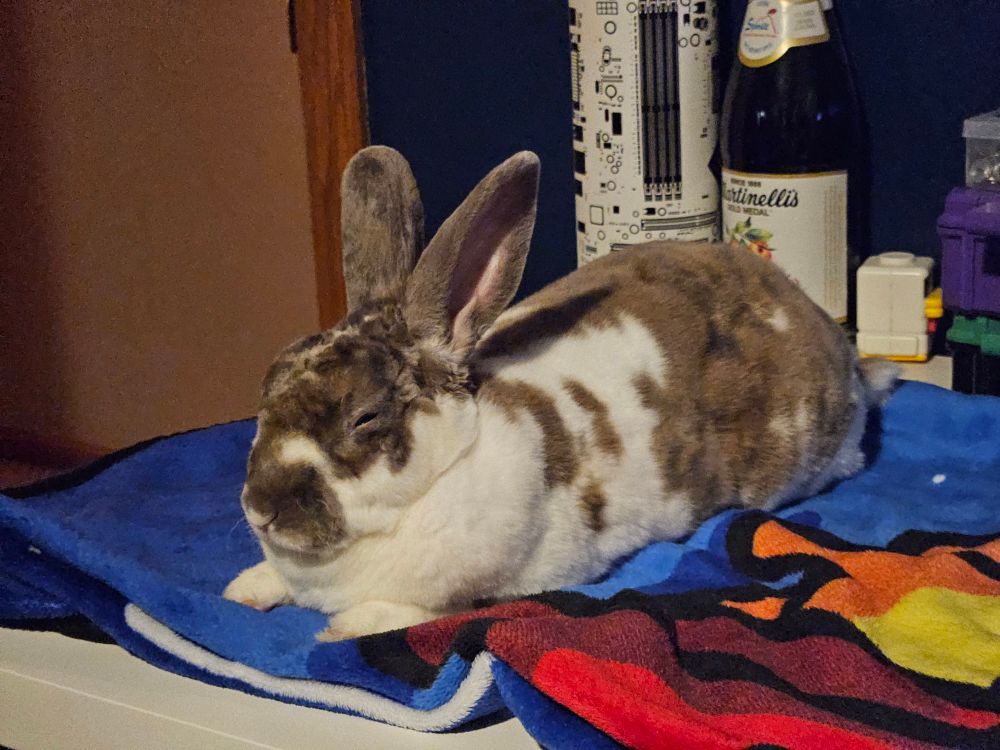 a rabbit laying on a blanket while looking very sleepy