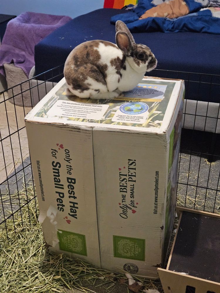 a rabbit sitting on a large box of hay