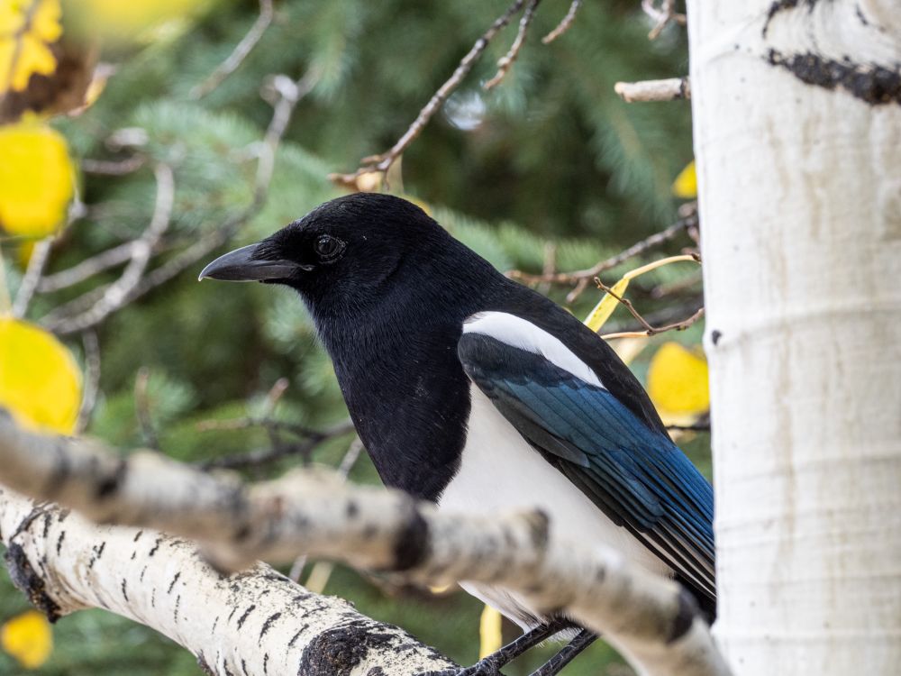 A magpie sits on a tree branch. It has a black head, white on its shoulder and belly, and blue on its wing. 