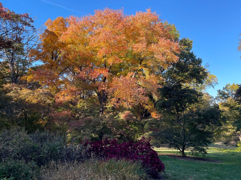 Large trees in fall color