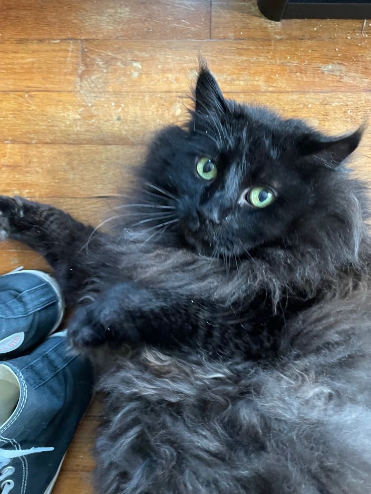 large black cat closeup with his pretty green eyes