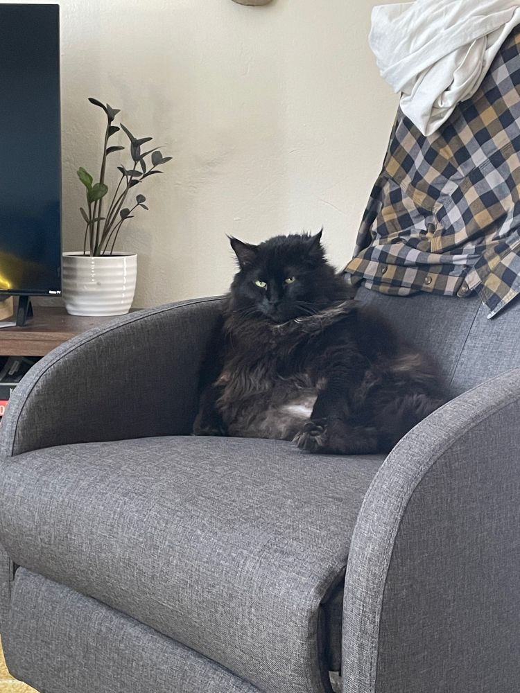 same cat, he just looks sleepier 