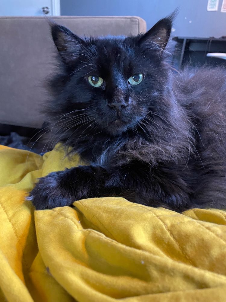 very handsome fluffy black cat