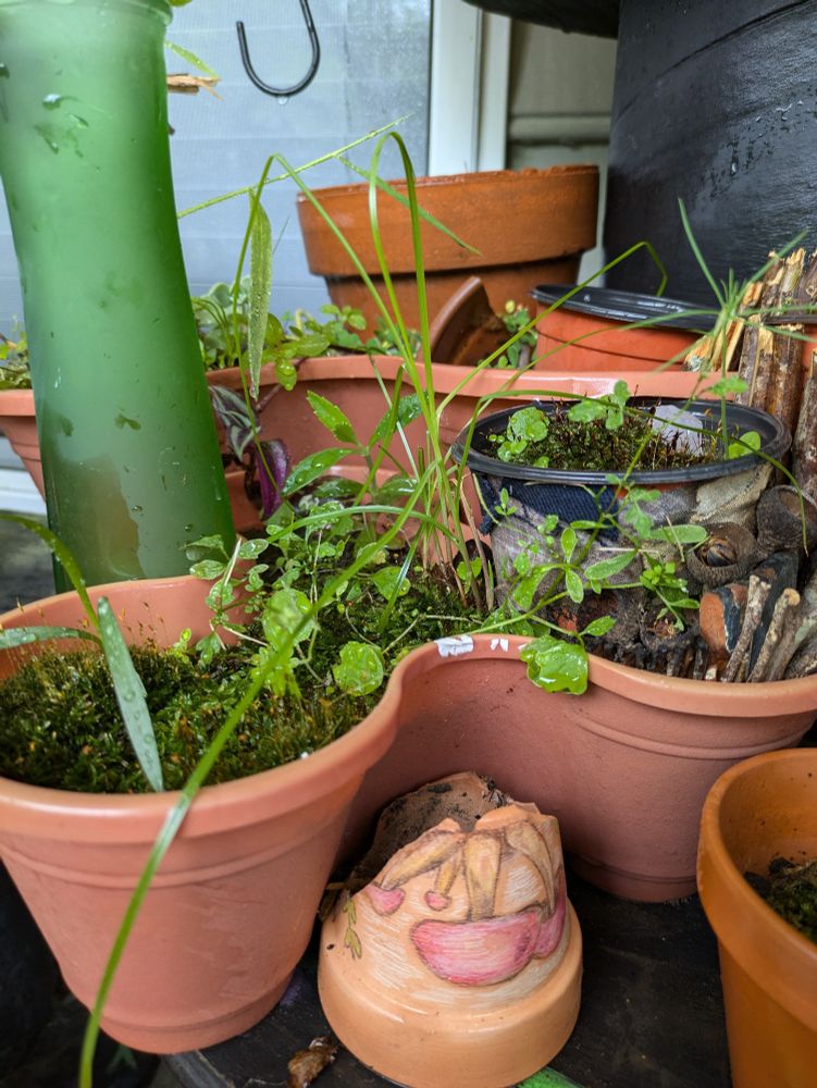 Plant pots that have various building-like structures in them, but the structures and pots are covered in Moss and weeds