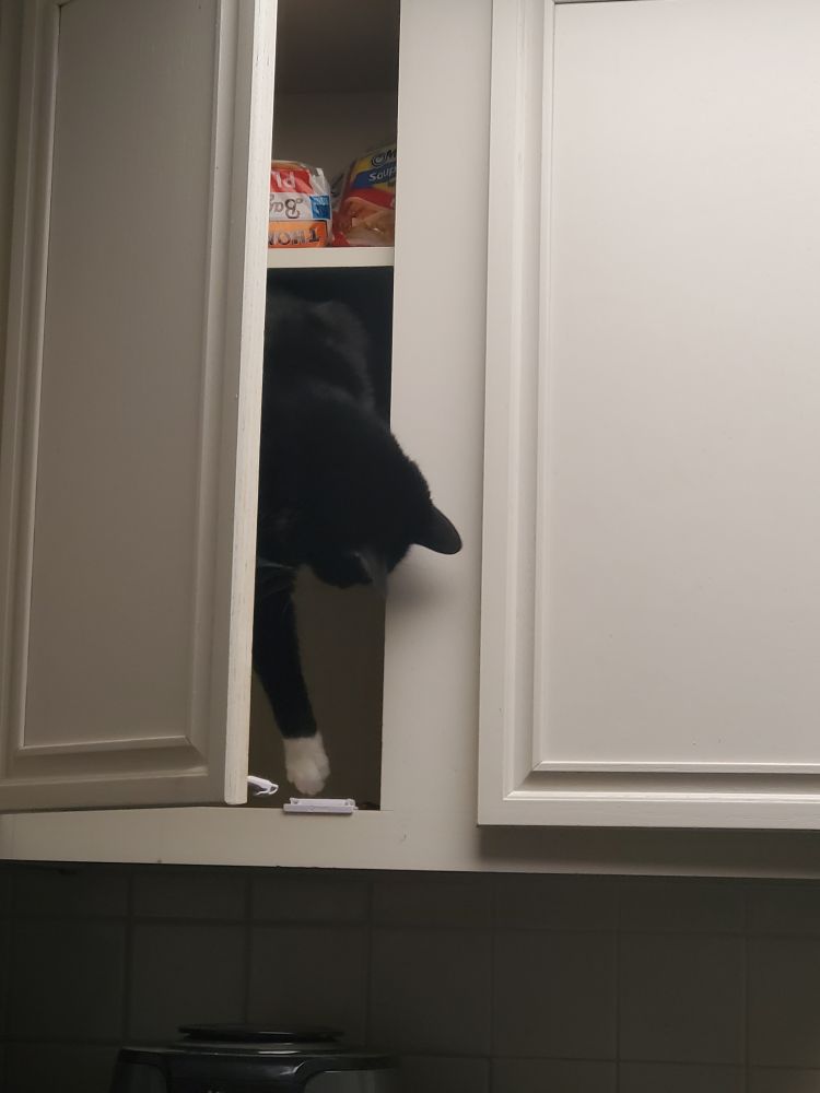 Regal, seen here proving why the cabinets had child locks on them.
