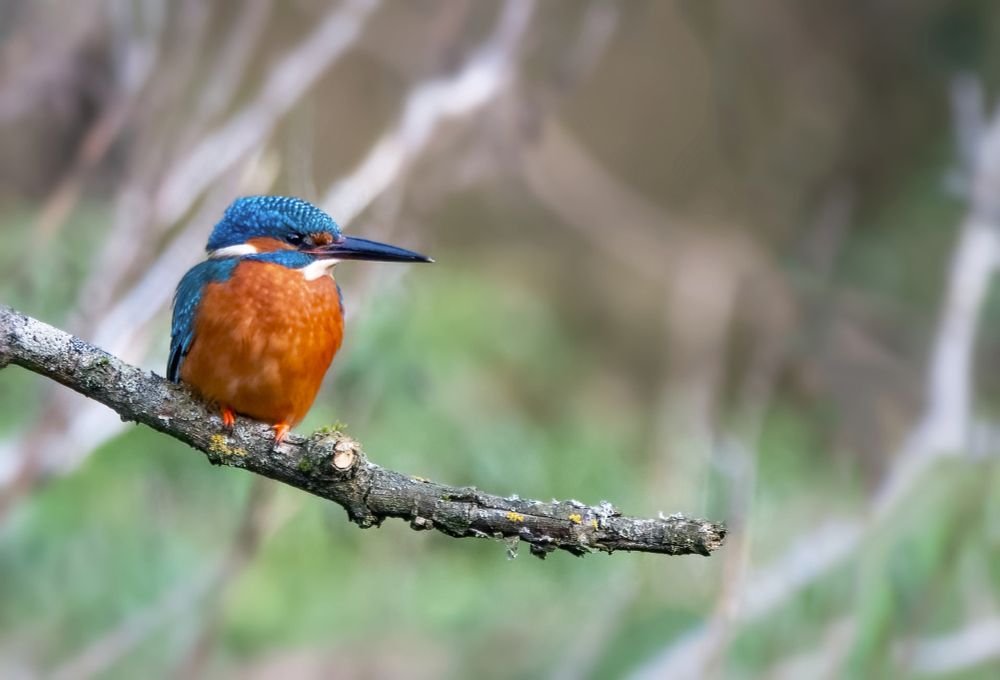 Kingfisher bird 