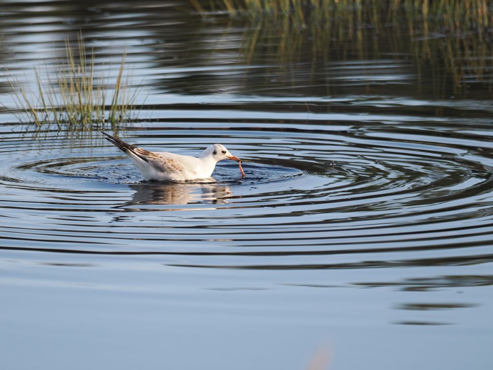 A black-headed gull, that just landed in a pond, with concentric circles in water; grabbing lunch of some kind, it looks worm-like.