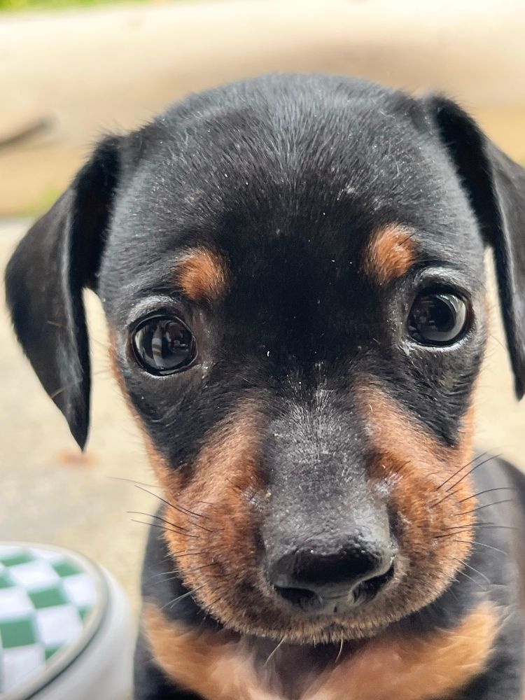 Tiny dachshund puppy looking nervous