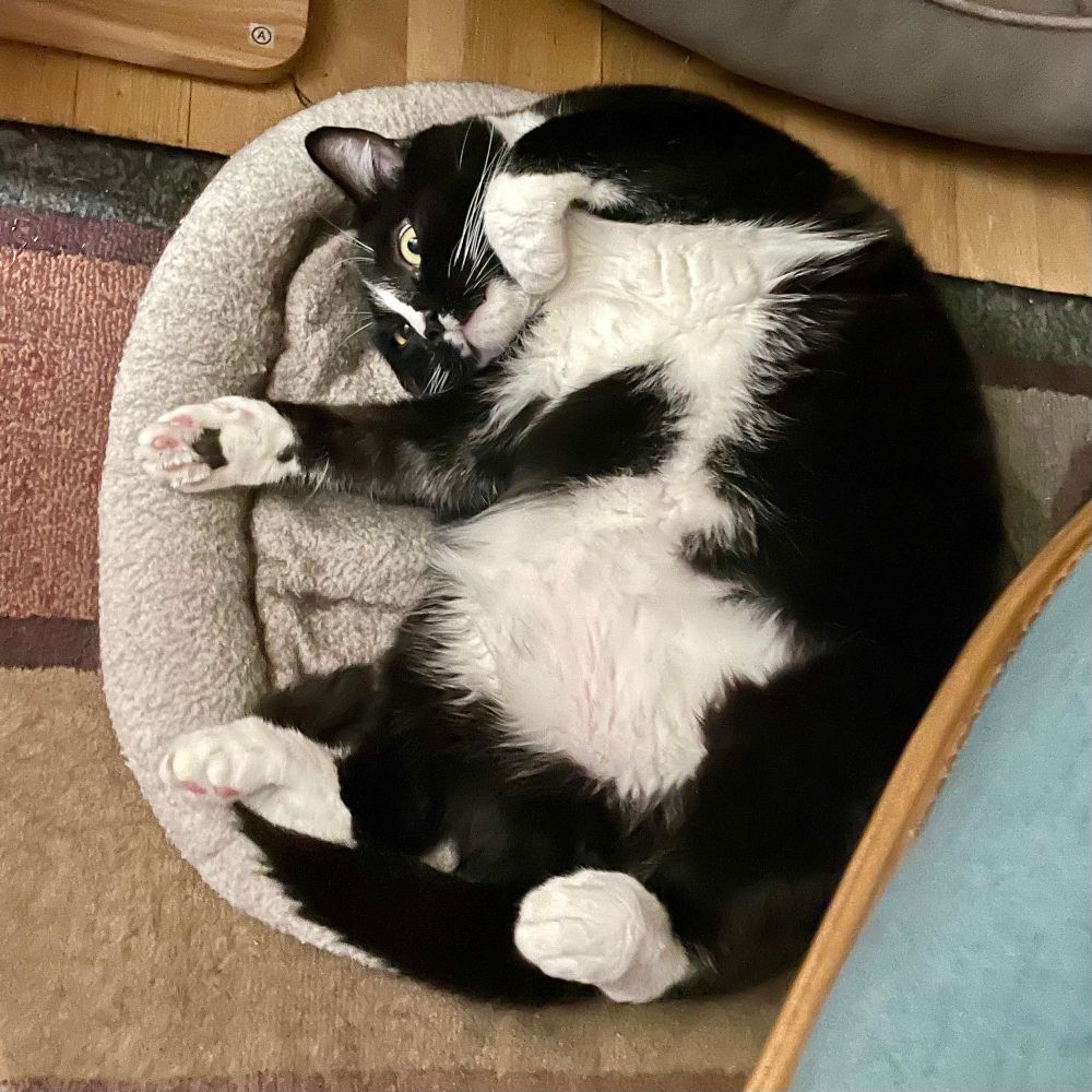 Otto, the Tuxedo cat striking a pose, with his little feet in the air. 