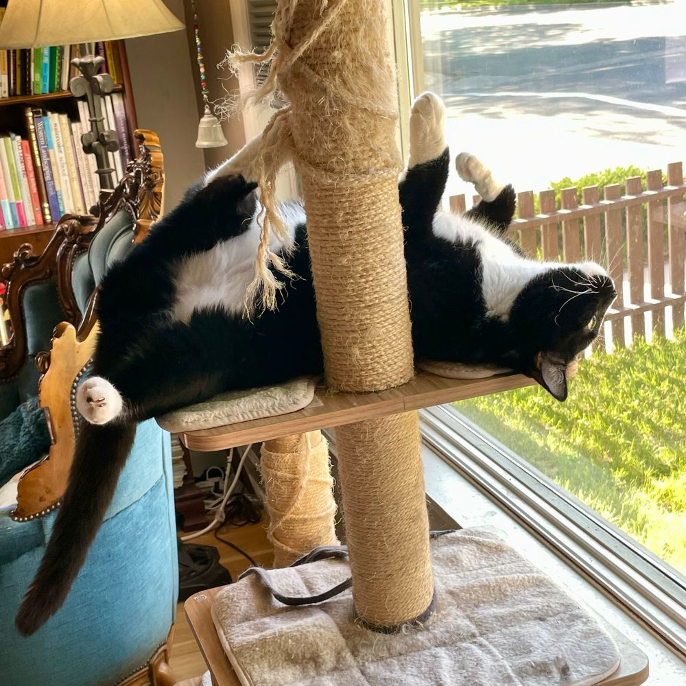 Otto the tuxedo cat squirrel watching from his cat tree. Upside down. 