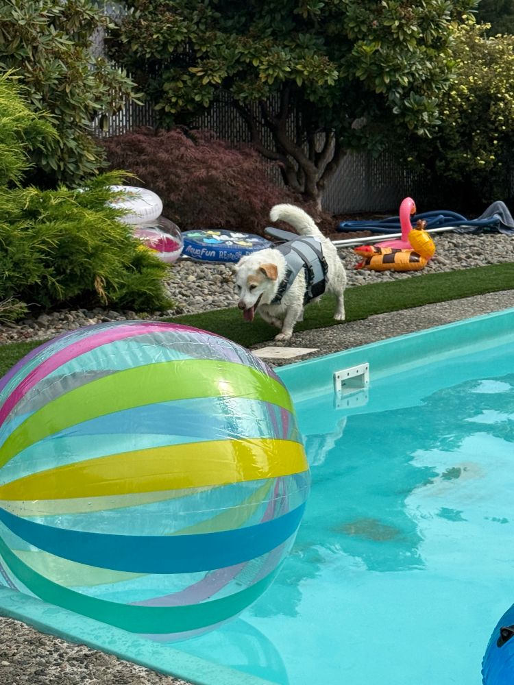 My chonky Jack Russell-Dachshund, Pugsley struttin’ in his shark life jacket at a doggy pool hangout w his dog and his dog’s dog. 