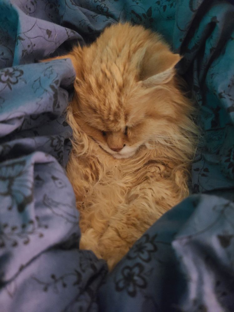 Orange cat asleep in a blanket