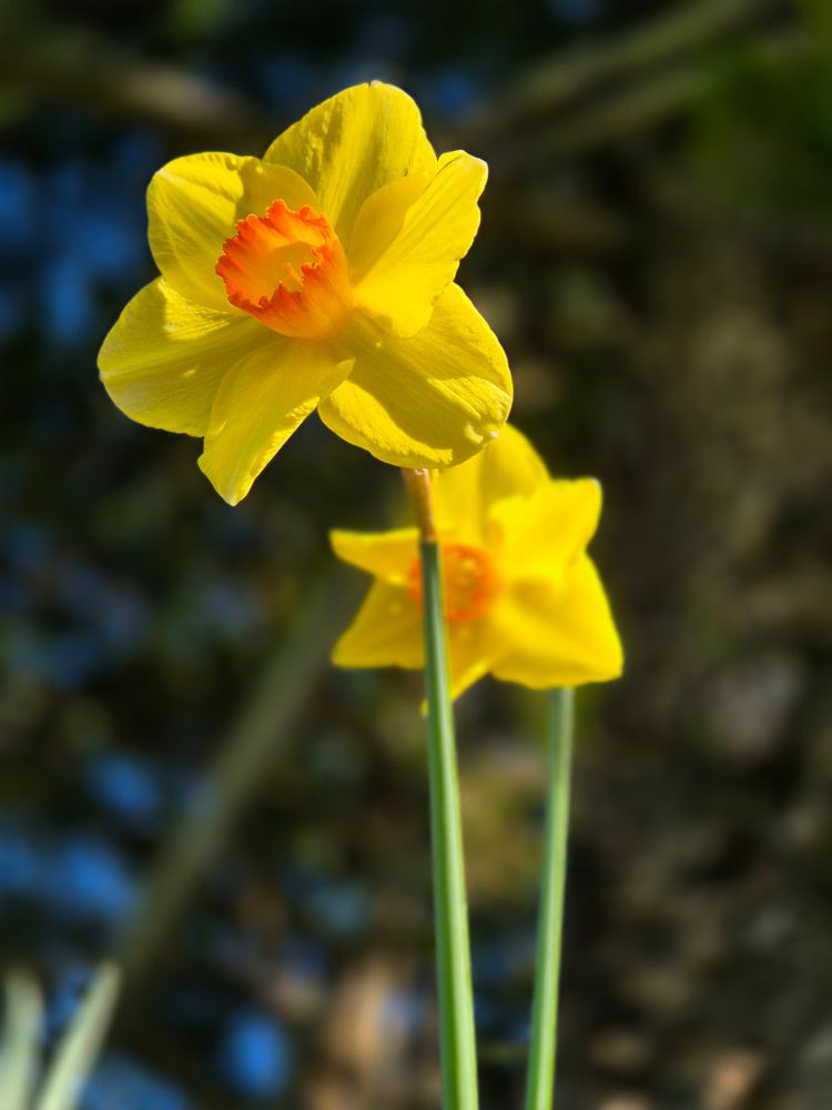 Two beautiful freshly opened daffodils in my garden, heralding the coming arrival of spring in NZ.