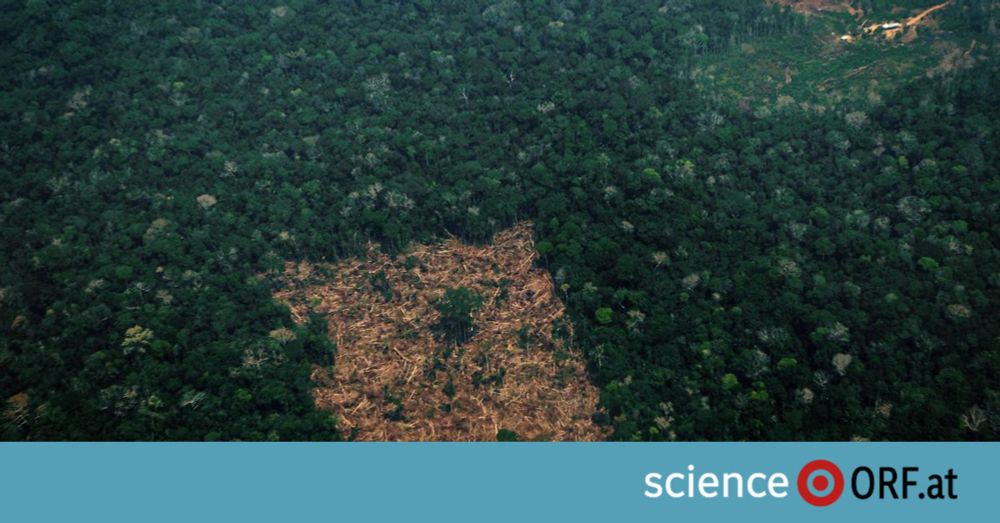 Amazonas-Regenwald drastisch geschrumpft