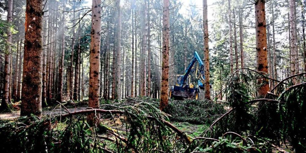 Wie sich der Wald als CO2-Speicher entwickeln wird