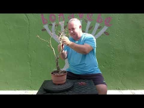 Poda arce Coral otoño 2025.@BonavebedesdeVigoGalicia.
