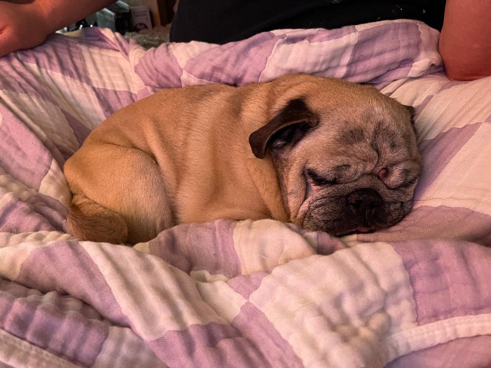 pug sleeping on a purple & white checkered blanket