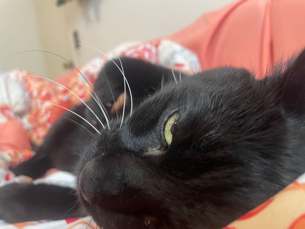 Smokey Joey the large black cat lies with his head very close to the camera, staring upward looking almost grumpy but that’s how he looks when he’s very happy