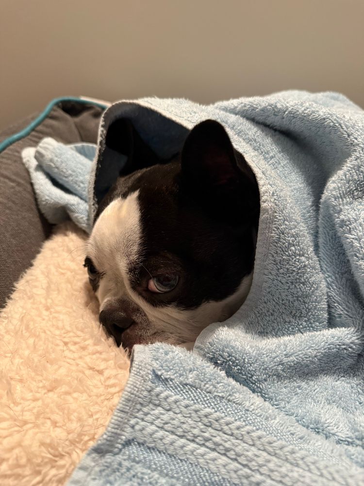A blue eyed Boston Terrier is wrapped up in a blue towel on a bed, looking sleepy. 
