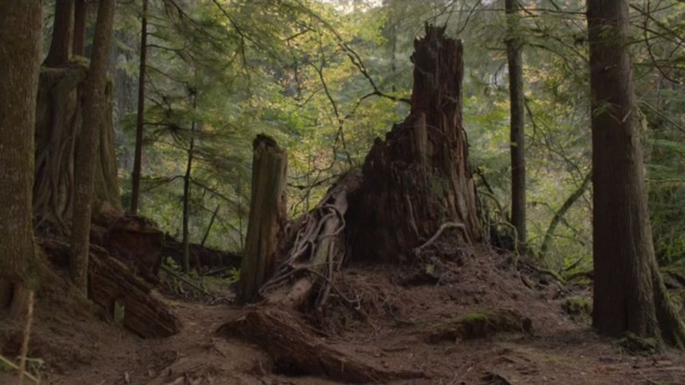 Jack Rabbit's Palace, Twin Peaks woods
