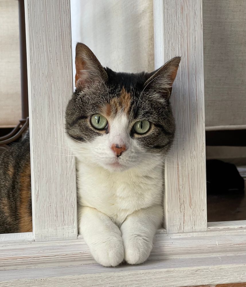 Brown and white cat looking through a white railing