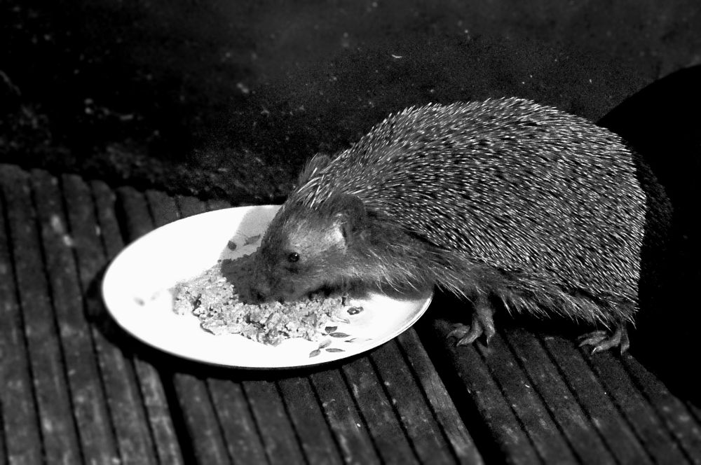 Ein S/W-Foto eines Igels beim fressen von einem Porzellanteller. Die Stacheln glänzen ein wenig, das linke "Knopfauge" ist deutlich zu erkennen. Wie auch die Krallen des Tiers.