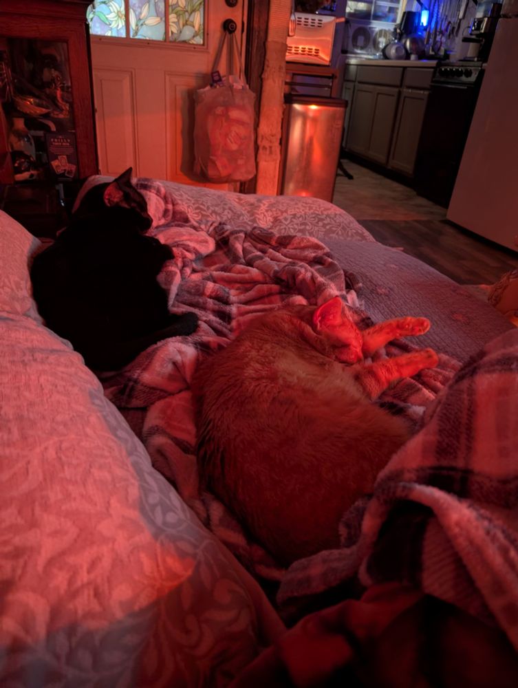 A photo of Vera laying on her pulled out couch with two cats (one black - one orange) laying across all her blankets - yes that's a little kitchen in the background