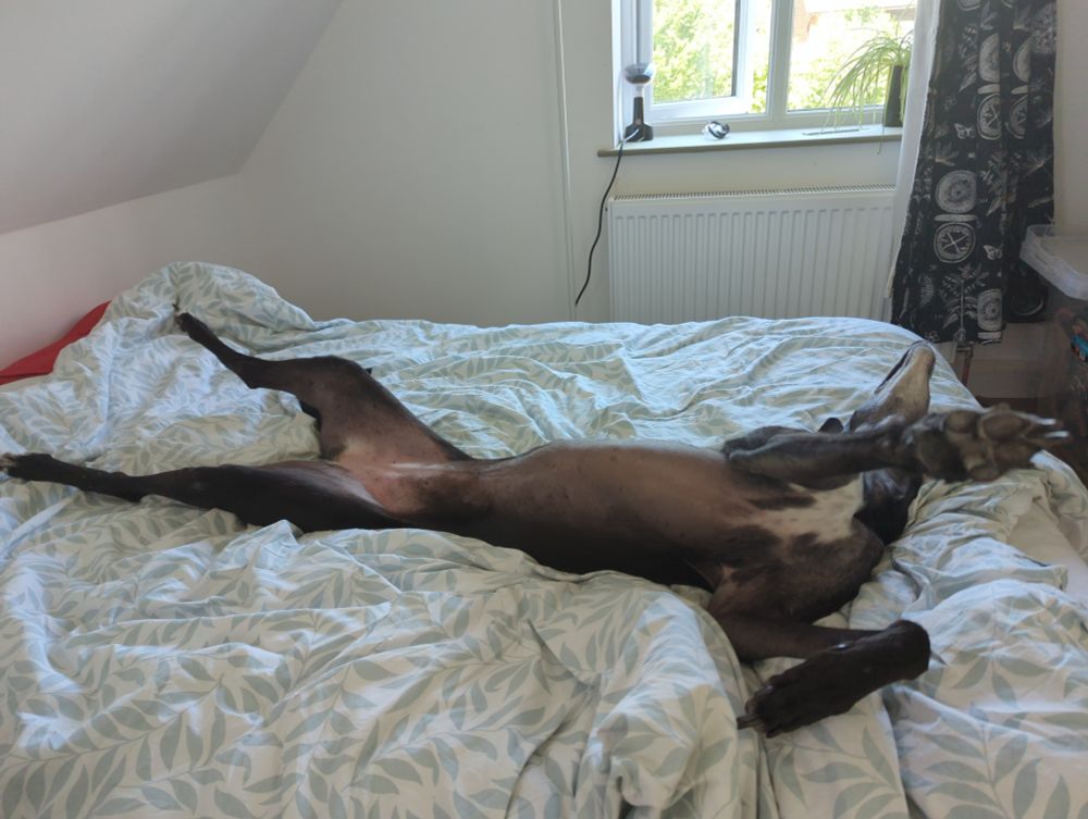 Picture shows a greyhound on her back 'roaching', stretching across the whole length of a double bed.