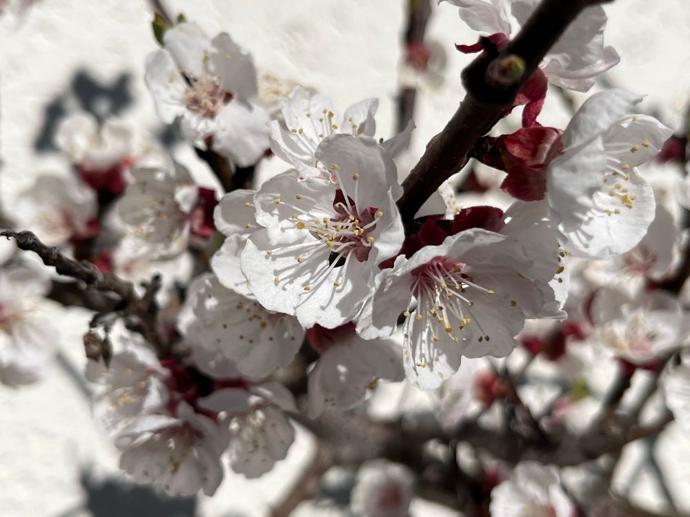 Das Foto zeigt einen Zweig mit vielen weißen Aprikosenblüten vor einer weißen Wand. Es ist sonnig, die gelben Staubgefäße der Blüten sind deutlich sichtbar und werfen sogar winzige Schatten auf die Blütenblätter. Vereinzelt sind Reste der roten Hüllblätter der Blütenkospen zu sehen.