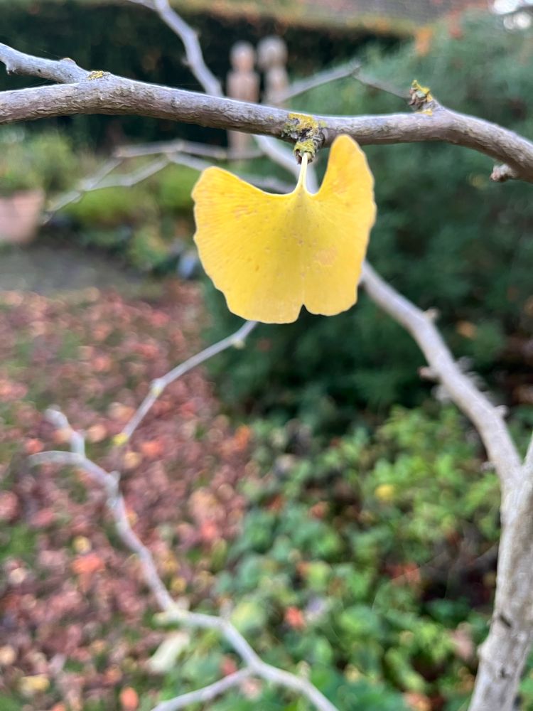 Das Foto zeigt ein leuchtend gelbes Gingkoblatt an einem kahlen silbernen Ast unten sieht man braunes Laub anderer Bäume und das noch frische Grün der Vergissmeinnicht. Im Hintergrund steht unscharf ein Pflanzkübel aus Terracotta, rechts davon zwei terracottafarbene Skulpturen.