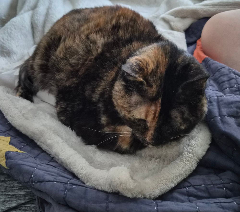 tortoise shell cat lying on blankets on a bed in a loaf like shape, you can see a bit of white packing paper peeking out from under her