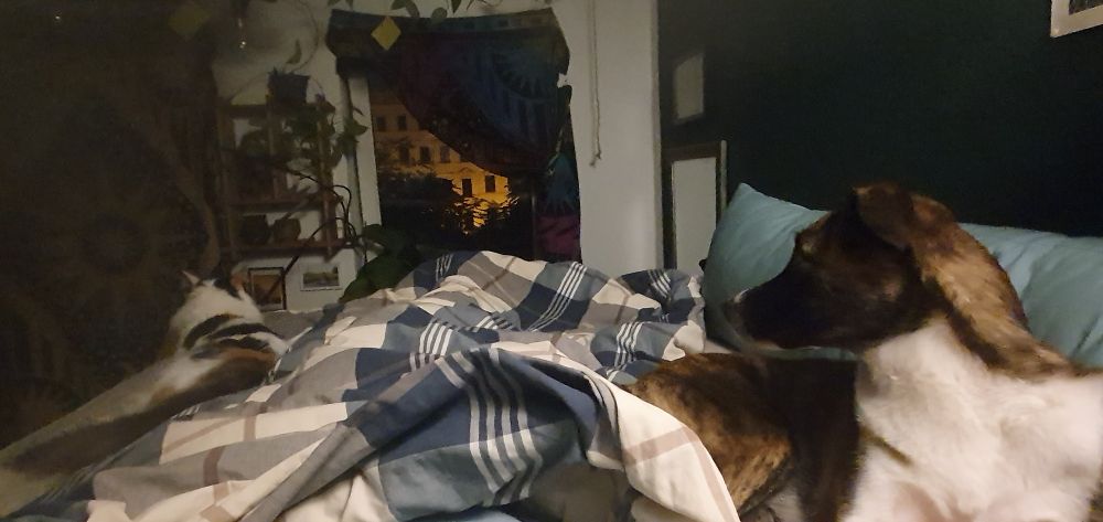 Weitwinkelaufnahme meines Bettes: ganz rechts Schnöterina eingerollt und mit Blick zum Fenster mir ggü, mittig meine Bettdecke, links an der Matratzenkante Mulan, ausgestreckt mit Blick Richtung Fenster. Es ist dunkel draußen, zuvor hatte es lautstark Streit zwischen mehreren Männern gegeben und irgendwas hatte geknallt. Es ist etwa 2 Uhr nachts.