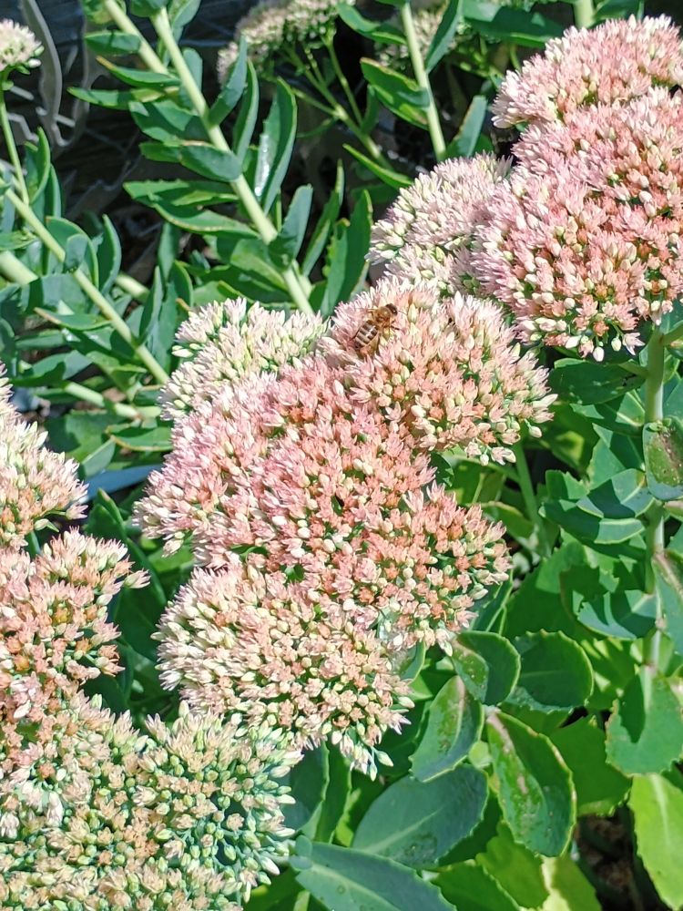 Pink sedum flowers with green leaves and a bee.