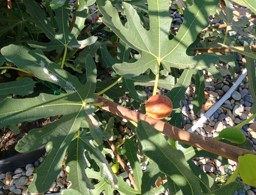 Fig on a branch almost ready to pick