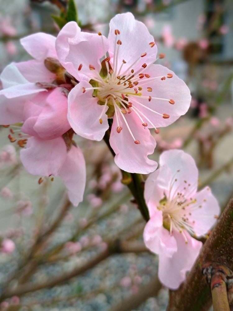 Close up of nectarine bloom