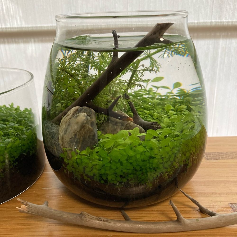 ボトルアクアリウム
水草
魚はいない