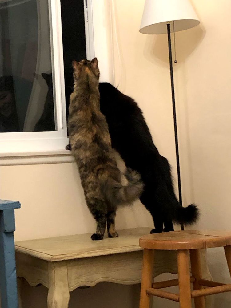 two cats, siblings tortie Oriole and black cat Junco, perched on their hind legs on a table as they both look out the window into the night.