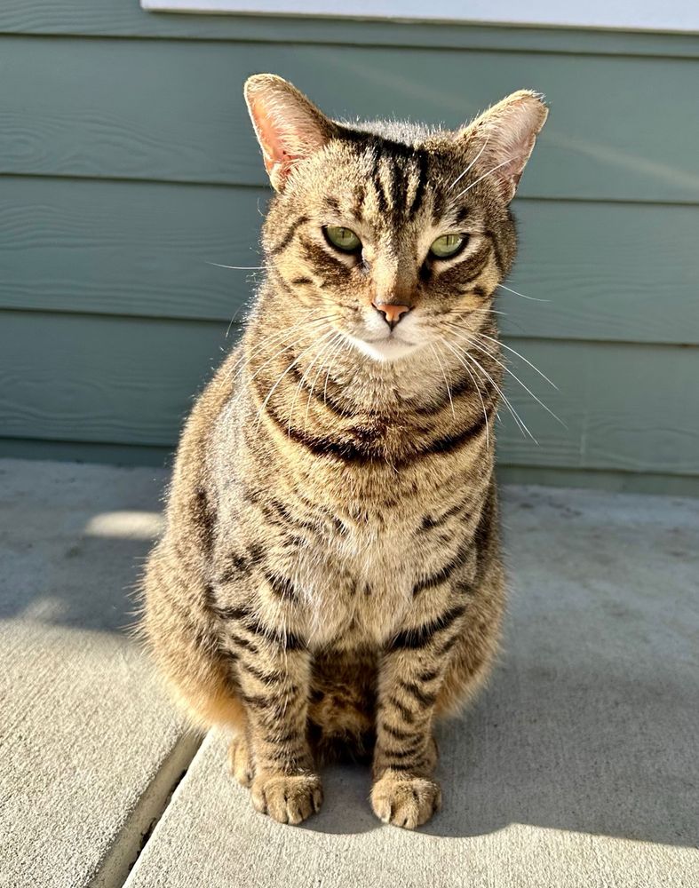 The cutest kitty boi in the world, Mr Stripes. 