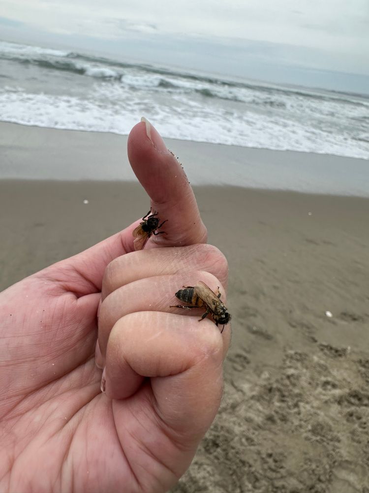 This is my hand with a couple of half-drowned bees on it that I picked up in the sand at the beach. 