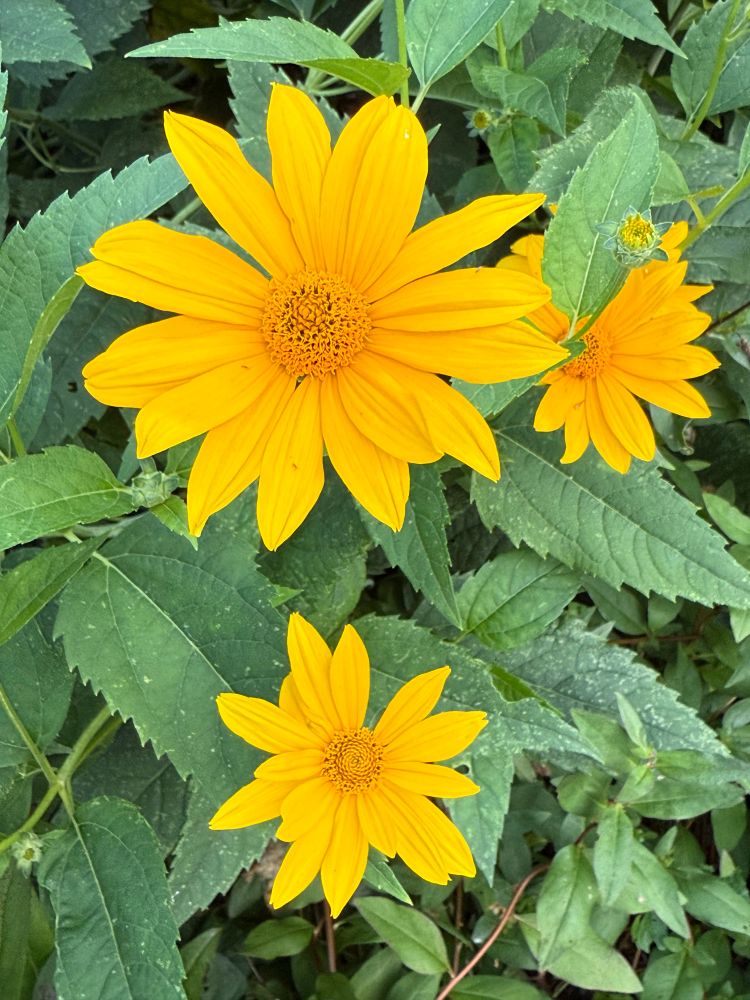 Three yellow flowers with green leaves in the background.
