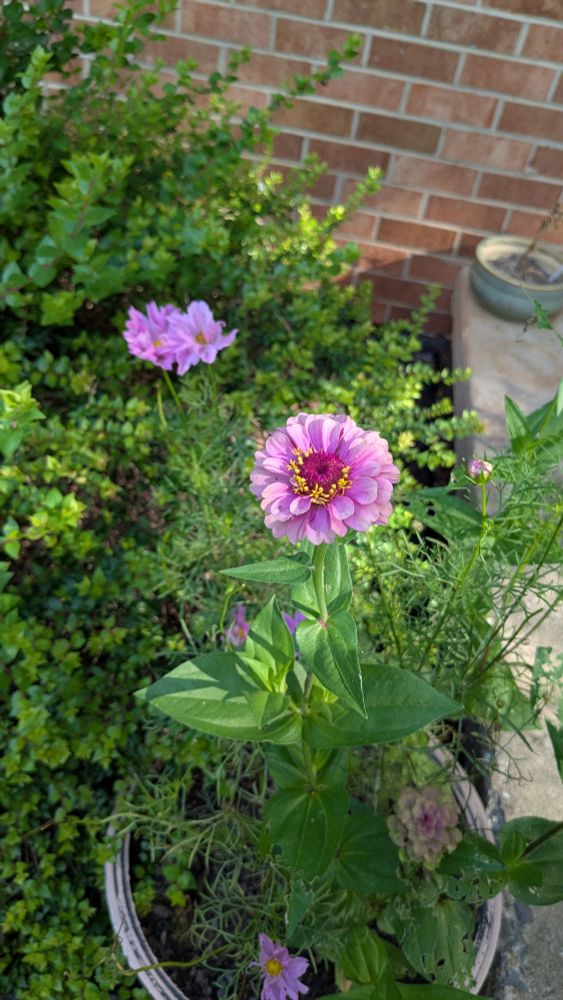 Two blooming purple flowers