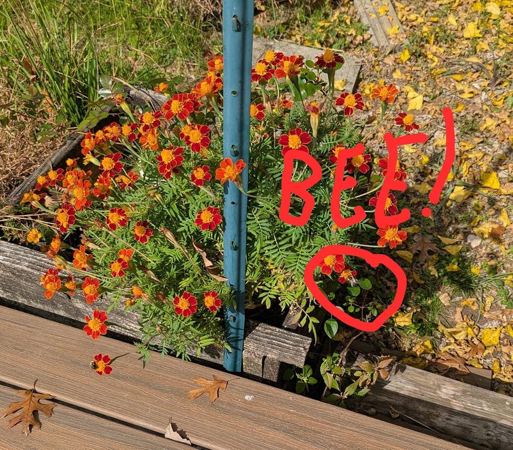 A cluster of marigolds with a bee feeding on one circled in red and captioned, "BEE!"