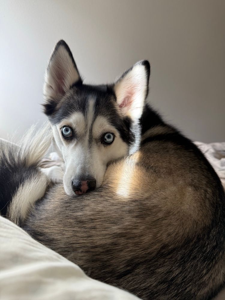 a picture of bee's dog (aurora) staring right at the camera
