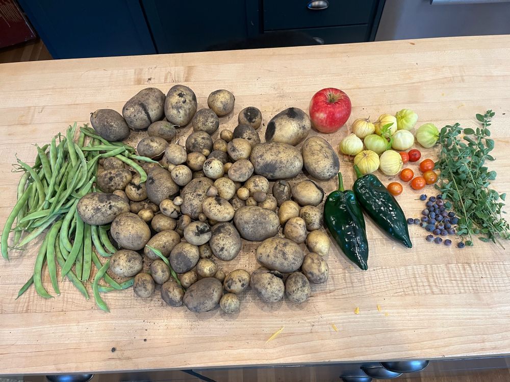 Green beans, lots of still covered in dirt potatoes, two green chilis, 1 apple, 9 tomatillos, a few cherry tomatoes and blueberries, and a handful of marjoram sitting on a wood counter.